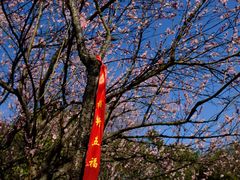 -无锡梅园公园