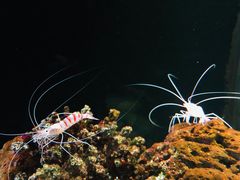 -暹罗海洋世界