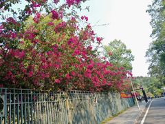 -东莞植物园
