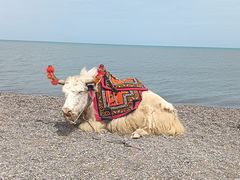 -青海湖国家重点风景名胜区