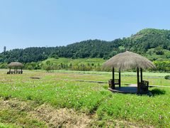 -径山花海