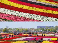 -荷兰花海