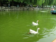-团结湖公园