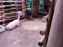 -正佳雨林生态植物园