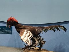 -国家自然博物馆