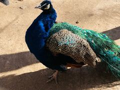 -石家庄市动物园