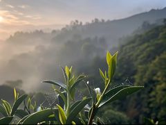 -华祥苑茶馆•国缤茶小蓝罐(普罗旺斯店)