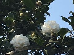 -南山植物园
