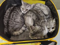 -中农国际动物医院24小时·猫科·骨科·急重症中心