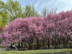 -洛阳市隋唐城遗址植物园