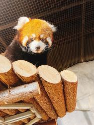 -Zoolung Zoolung动物主题公园(海信广场店)