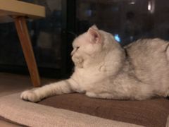 -Meowの猫咖(万家丽店)