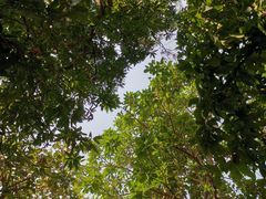 -清迈女子监狱马杀鸡(无分店)