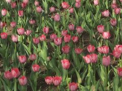 -长春公园(普阳街道)