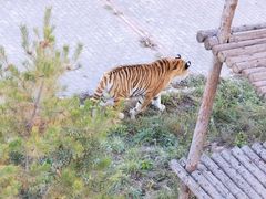 -青藏高原野生动物园