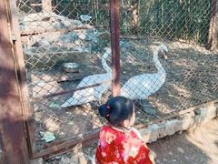 -合肥野生动物园