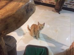 -小仙居·农家宴烤羊· 农庄