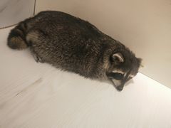 -浣熊柯尔鸭土拨鼠·电玩咖