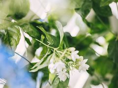 -INSDREAM FLOWER 鲜花预定·花艺培训
