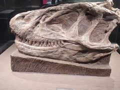 -自贡恐龙博物馆