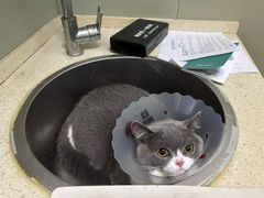 -伟伟宠物医院·瑞派猫友好医院·猫科(光谷店)