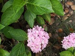 -昆山城市生态森林公园