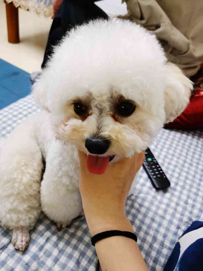mentapets 萌它宠物(北苑店)-"【项目】其他自从养了狗就发现家附近有