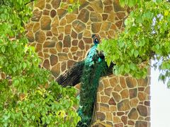 -J Create城市露营咖啡·简餐·宠物(上海动物园店)