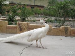 -新疆天山野生动物园