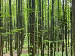 -山王坪喀斯特国家生态公园