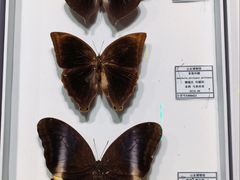 -烟台市博物馆