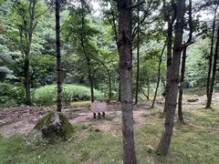 -洛阳白云山景区