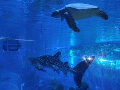 -成都浩海立方海洋公园