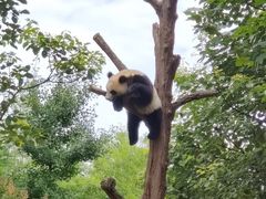 -都江堰中华大熊猫苑