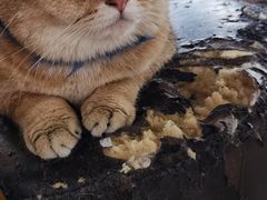 -蓝鲸·缅因猫舍