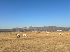 -敕勒川草原