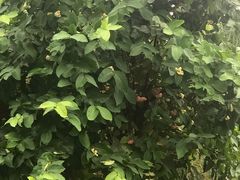 -满记甜品(荟聚购物中心店)