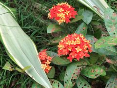 -北海金海湾红树林生态旅游区