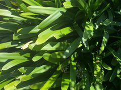 -墨尔本皇家植物园