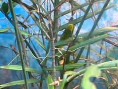 -上海大自然野生昆虫馆