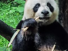 -广州长隆野生动物世界