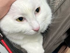 -纳吉亚猫专科动物诊疗中心(蒋宅口分院)