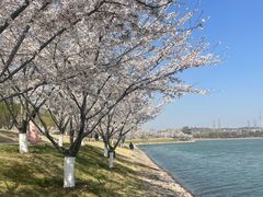 -羊山湖公园