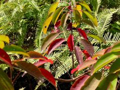 -黄埔油麻山森林公园