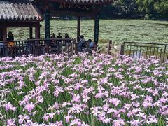 -龙头寺公园