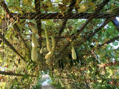 -北纬44度·金珠花海休闲农业旅游景区