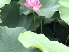 -荷塘月色湿地公园·向阳花洲