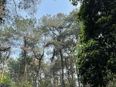 -铁山坪森林公园