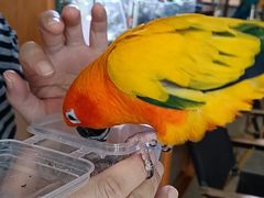 -吉丁鸟咖·异宠·寄养