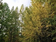 -洛阳市隋唐城遗址植物园